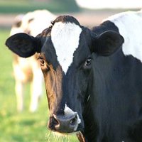 Indiana Dairy Assoc.(@INDairy) 's Twitter Profile Photo
