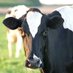 Indiana Dairy Assoc. (@indairy) Twitter profile photo Indiana Dairy Assoc. (@indairy) Twitter profile photo