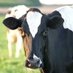 Indiana Dairy Assoc. (@INDairy) Twitter profile photo