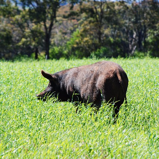 Regenerative Farming, Soil Lovers, Rarebreeds Berkshire Pastured Pigs & British White Grass Fed Cattle Paddock to Plate Blampied near Daylesford Victoria.