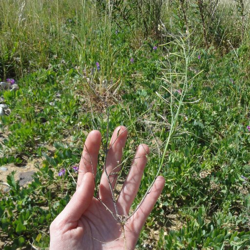 These days at @coolcabbage.bsky.social. Plant scientist working on development in the field. Brassicacentric. She/her/Dr. Opinions are mine own.