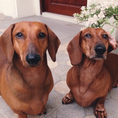 Handsome 11-year old dachshund living with son Otis in the backwaters of Las Piñas. #1 Dogs, #1 Friends! Our Doxie Mafia names are Ottovitelli & Sonny.