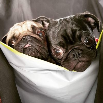 fletchtheblade's profile picture. Other