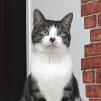 ほしの総明 (@osome_h) 's Twitter Profile