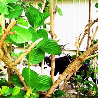 codezdeco's profile picture. ねこのようにきまぐれ。いぬのようにまっすぐ。成人済。空/詩/o-o、/攻殻機動隊/東のエデン/坂道のアポロン/サイコパス/Free!/銀英伝/ネオロマ/うたの☆プリンスさまっ♪/とうらぶ/華ヤカ/プリスト/御大/菅野よう子/坂本真綾(IDS!)/寺島拓篤/宮野真守(L&P)/フェロ☆メン/M.O.E.