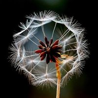 SJ 🍞🌹⏳🌹⚖️☯️🌿🦺🌎✊✌️ 🕊️🌻🌺🍀🎗️🙏🚩👊🍉NoDms (@austexwoman) 's Twitter Profile Photo