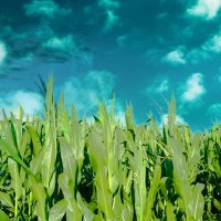 Nate Douridas (@fsrfarmer) 's Twitter Profile Photo Nate Douridas (@fsrfarmer) 's Twitter Profile Photo