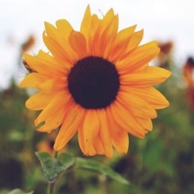 hushedxthoughts's profile picture. 