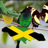Wildjamaica 🇯🇲 (@wildlifejamaica) 's Twitter Profile Photo Wildjamaica 🇯🇲 (@wildlifejamaica) 's Twitter Profile Photo