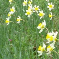 仮名・堂島 (@roadchser) Twitter profile photo