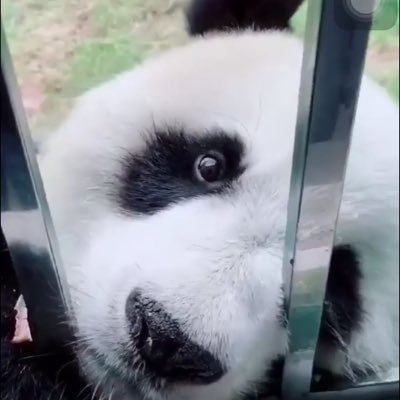 Phung28052002's profile picture. Panda 🐼