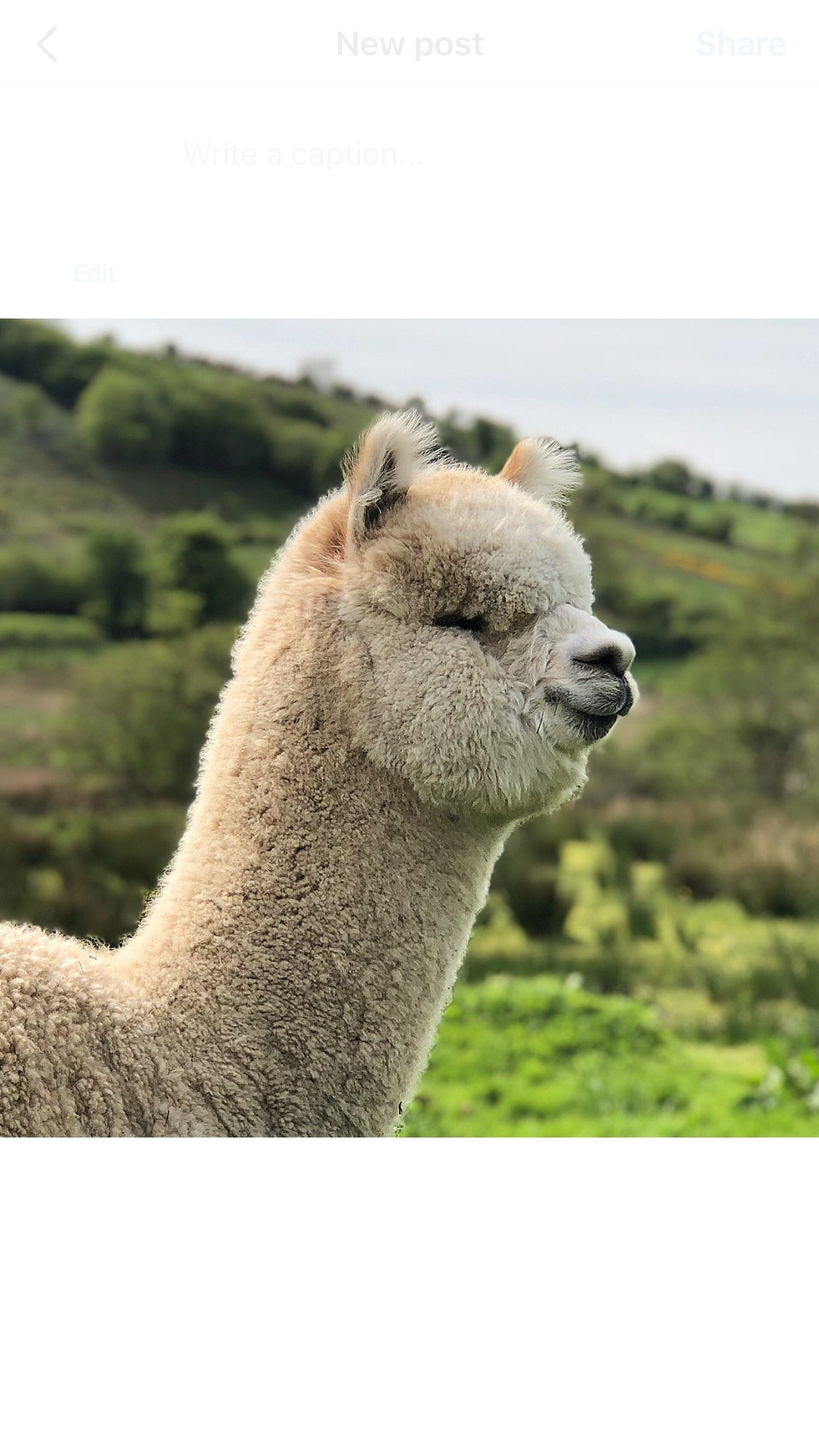 Amberly Alpacas...An Investment in Happiness❤️