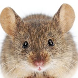 BMeier25's profile picture. 🐱