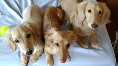 ダックスフンドが大好き♪ 長女犬、次女犬、次男犬の3匹と暮らしています。（あと主人）2023年3月からYouTubeはじめました。https://t.co/XAoonzveAY   TikTokもチマチマやってます。
