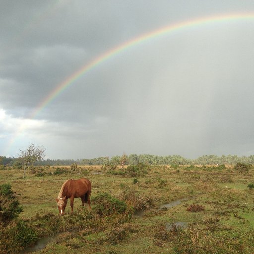 Welcome to Wild New Forest a resource for all those interested in New Forest wildlife including birds, mammals, insects,reptiles,and plants. Everyone's welcome!