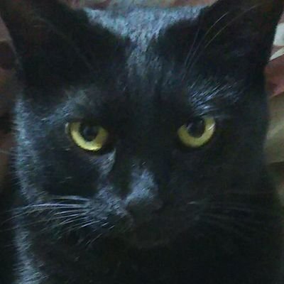 チェストさんのプロフィール画像