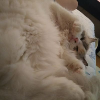 ヅラさんのプロフィール画像