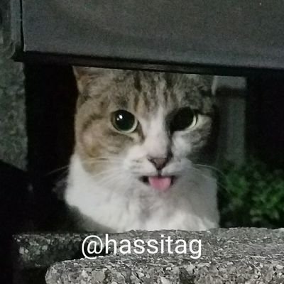 hassitag Profile Picture