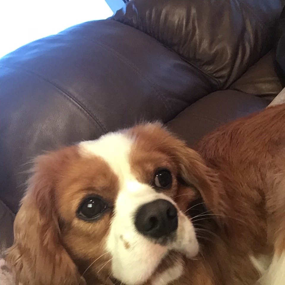 19, film and tv enthusiast (particularly period dramas),love history, love dogs 🐕
