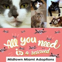 Midtown Miami Adoptions(@AdoptionsMiami) 's Twitter Profile Photo