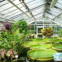 Green House Gardening Tips(@gardening_house) 's Twitter Profile Photo