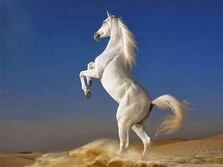 🏆 Sahanın İçinden 🏇 At Sahibi 🏇 Yarış Atı Yetiştiricisi 👤 Menajer 🏇 Tahminlerimi Görmek İçin Lütfen Takip İsteğinde Bulunun.💰💰💰