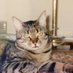 Mitzi (@famke1967) Twitter profile photo Mitzi (@famke1967) Twitter profile photo
