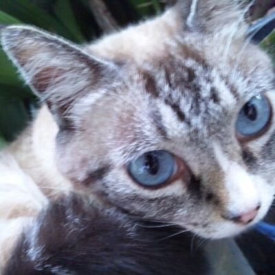 若鯨さんのプロフィール画像