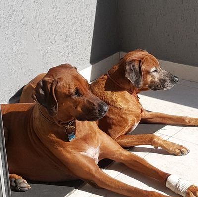 Flamengo
Squash
Rhodesian Ridgeback