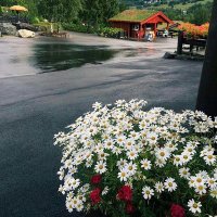 ام احمد (@9lgnfjdnk8jch2z) Twitter profile photo