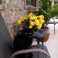 Allen Tyo # Husband to childless cat lady (@allen2424tyo) 's Twitter Profile