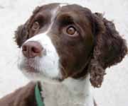 ESRA is dedicated to the rescue, rehabilitation and re-homing of Springers in need. This is the national Shelter Listings & Upper Midwest Twitter site!