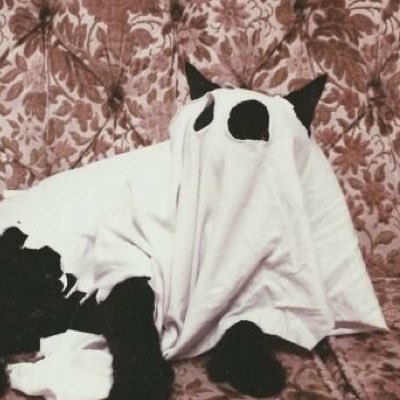 23 | she/her | bi | DBD | GO | X-Men | Merlin | all things Halloween and spooky