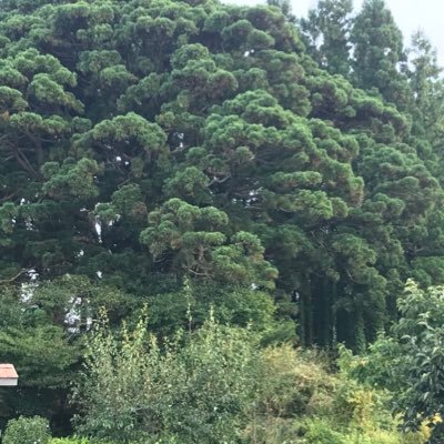 okuyan009's profile picture. 