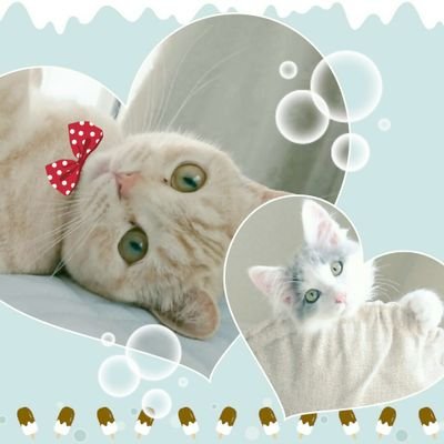 マンチカンももちゃん♀2017,3月生~2021.11腫瘍の為虹の橋🌈へ🌼 長毛猫わたちゃん♂2018,4月生🌼 スコ&メインクーンMIXるるちゃん♀2022.3生🌼気軽に話かけて下さい♡⃛よろしくお願いします😌🌼 ⚠無断転載はご遠慮下さいませ🙅