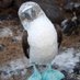 Blue-Footed Booby (@footedbooby) Twitter profile photo Blue-Footed Booby (@footedbooby) Twitter profile photo