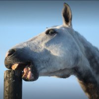 iGEM Uppsala (@igemuppsala) 's Twitter Profile