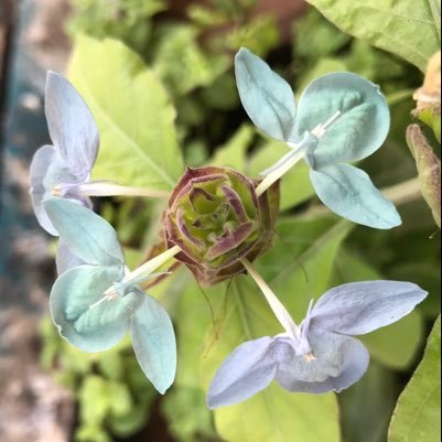 Jose_Rajago's profile picture. 