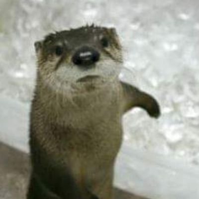 languagemath_JG's profile picture. 앤오님만의 수달