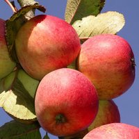 Bollhayes Cider (@bollhayes) 's Twitter Profile