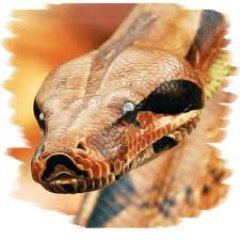 __joepython__'s profile picture. Twenty years of schooling, and they put you on the day shift.

joe@joepython.com