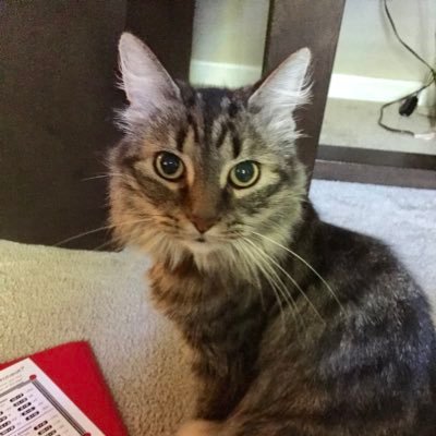 KHS '22 | Just a cat lover trying to spread the joy of cats. 