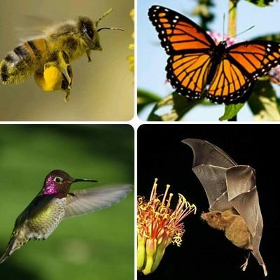 Providing pollination education to the world