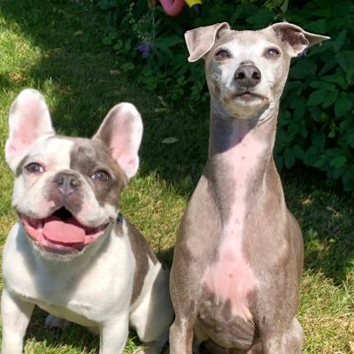 We are Luca the Iggy DOB 5/2/2011, Jean-Jacques “JJ” the Frenchie DOB 10/8/2017 and Ginger “Gigi” DOB 1/22/2020 having fun in life! Our mom is @laurenhardisky