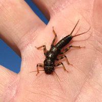 StoneFly (@jjphish) 's Twitter Profile