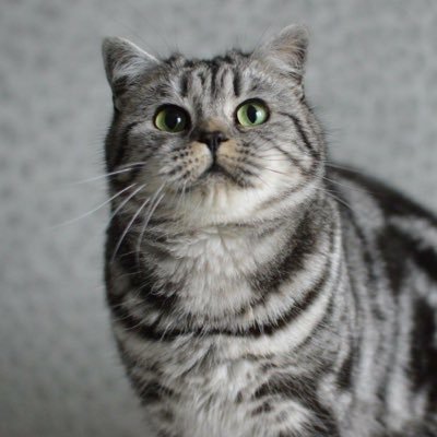 LimatzCats's profile picture. Limatz Cats hobby breeders of Top Show Quality GCCF & TICA registered British Shorthairs