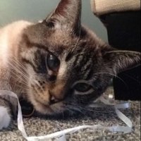 Miss Millie (@sparklepantsmil) 's Twitter Profile