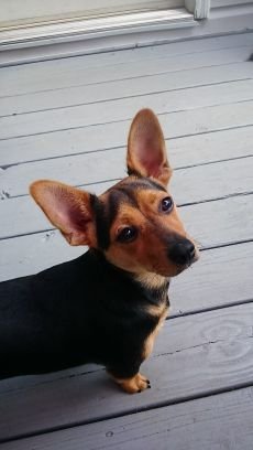 maggii53's profile picture. married 44 https://t.co/tQvXUvOEs2 ret. Army veteran.I'm a free spirit, young at heart.Usually go for the underdog.#Resist #DitchMitchTheBitch No DM's please! #VoteBiden