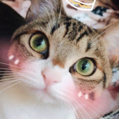 ねね♡ここ✩ちゃちゃ☪︎さんのプロフィール画像