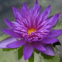 utopiaaquatic (@utopiaaquatic) 's Twitter Profile